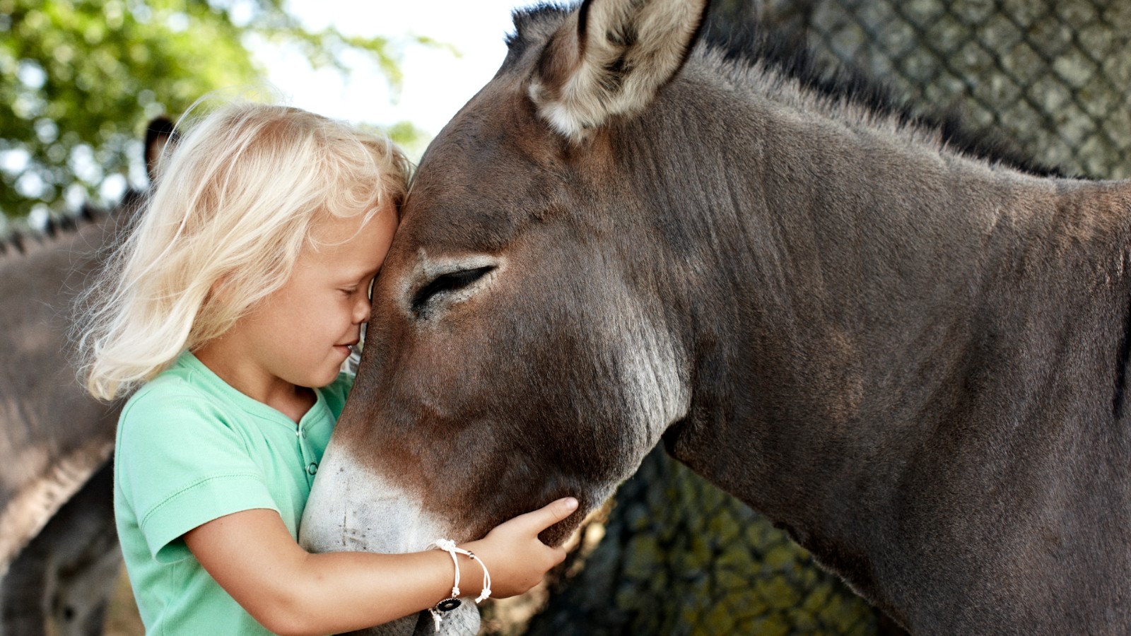 Knuthenborg Safaripark pige og æsel