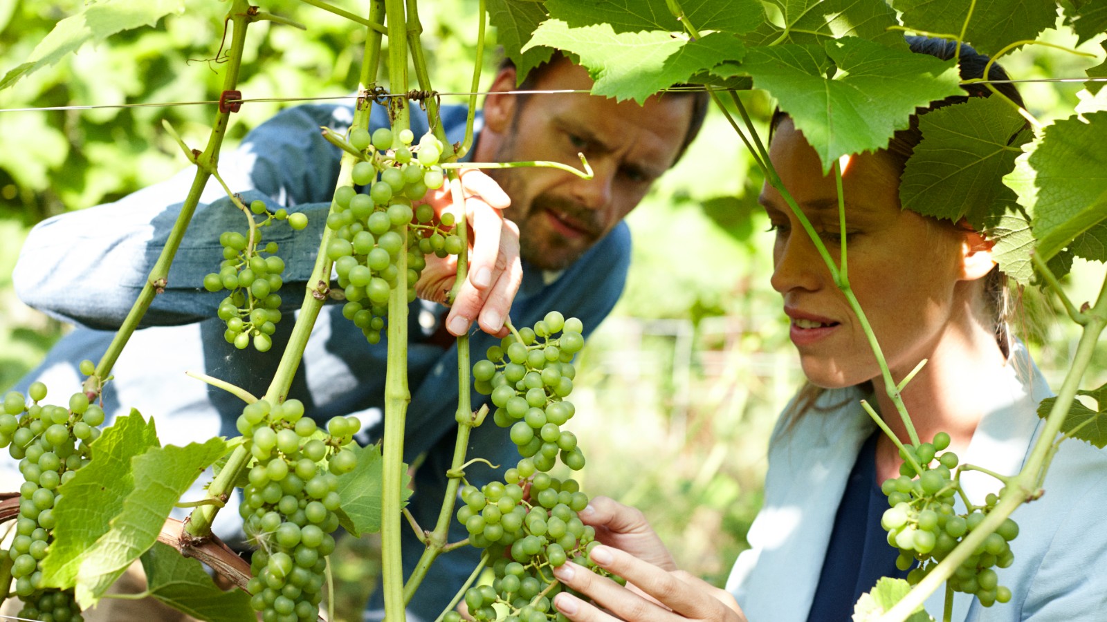 Par ser på vindruer