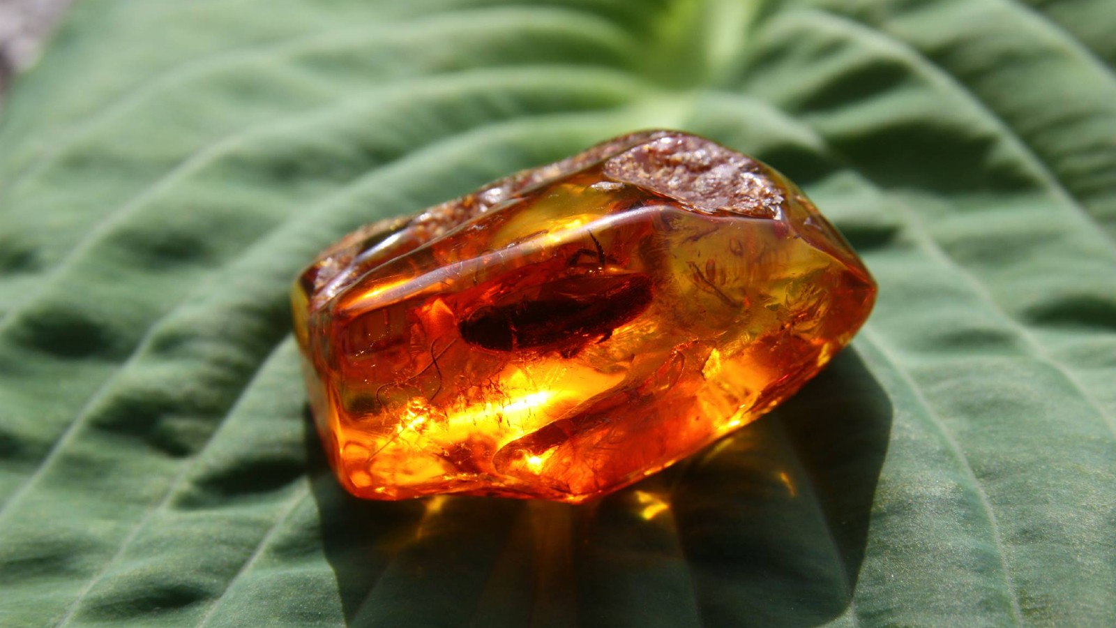 Det Sorte Geomuseum rav