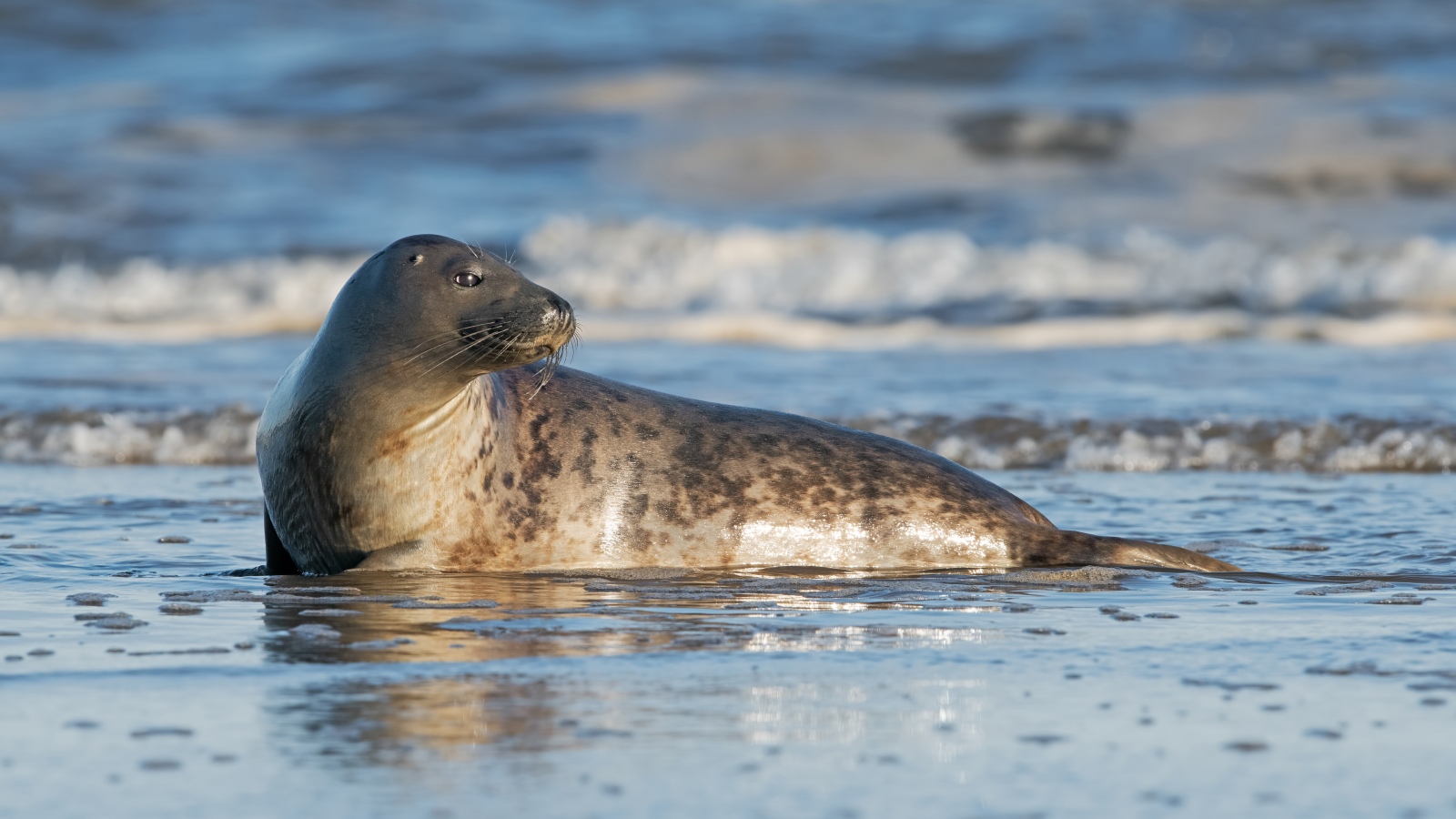 Sæl på strand
