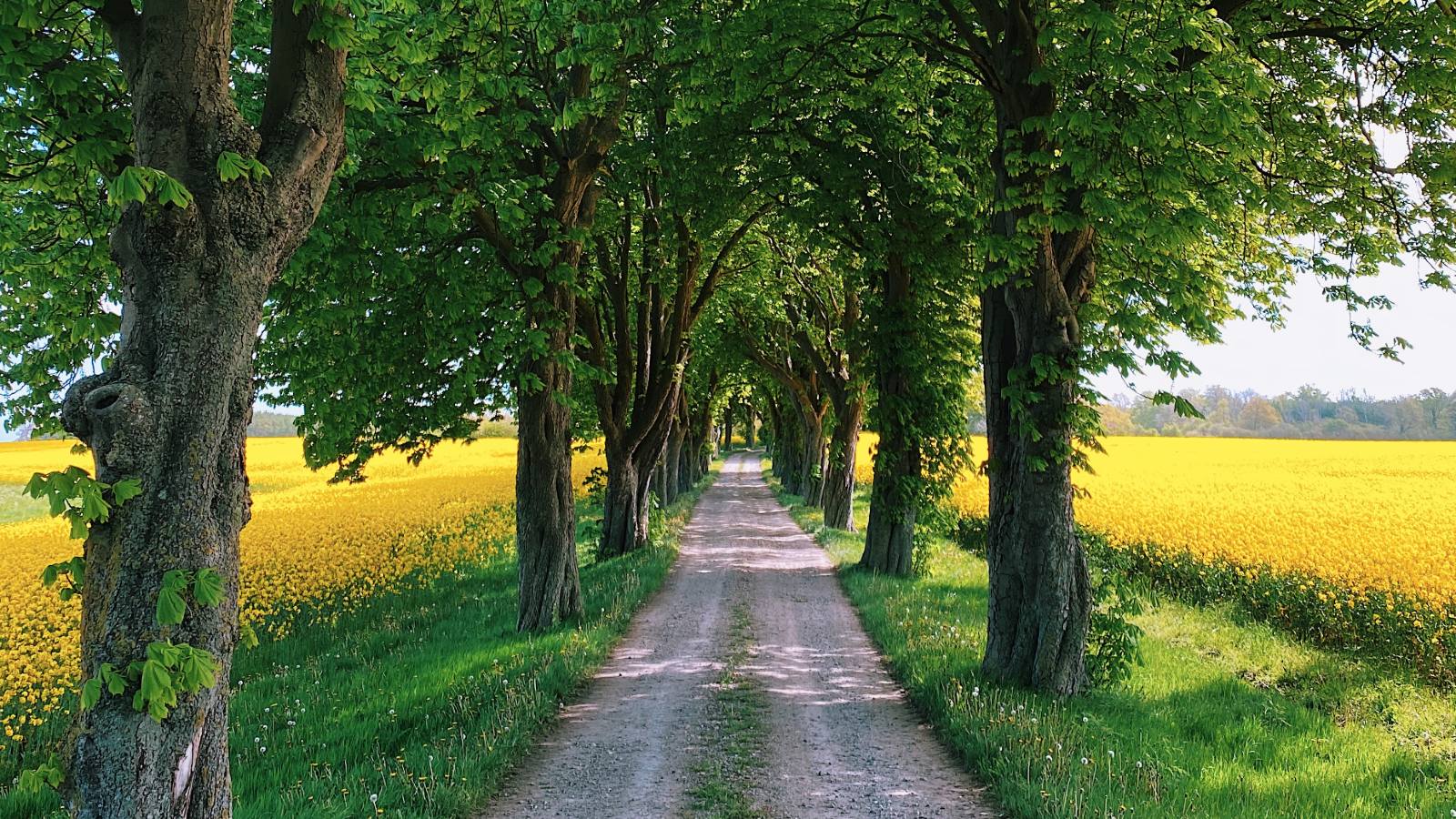 Sti ved træer og marker