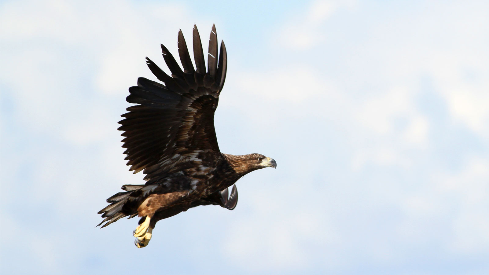 Naturpark Maribosøerne havørn