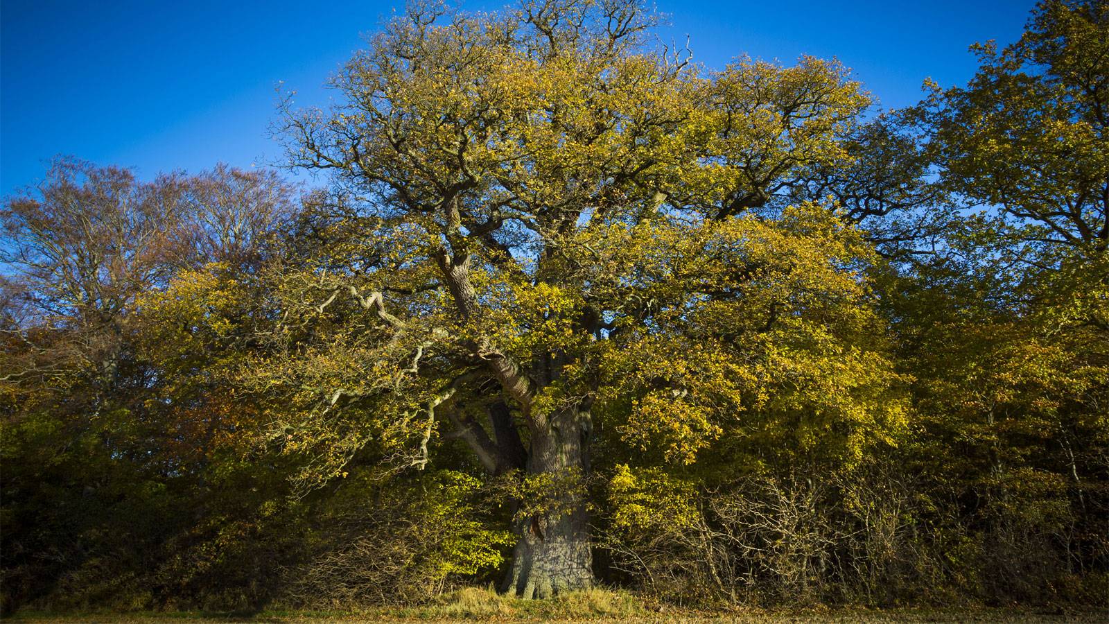 Valdemarsegen – Danmarks største træ