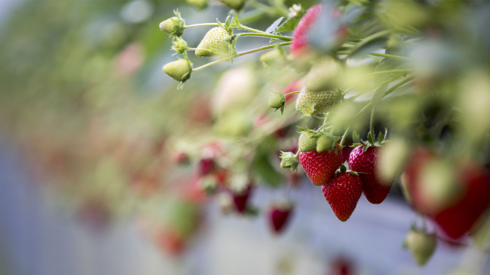 Gårdbutikken Marielyst