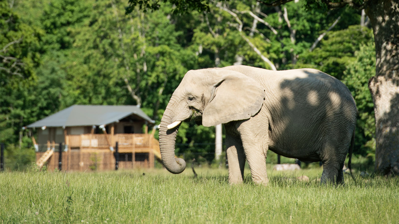 Knuthenborg Safaripark