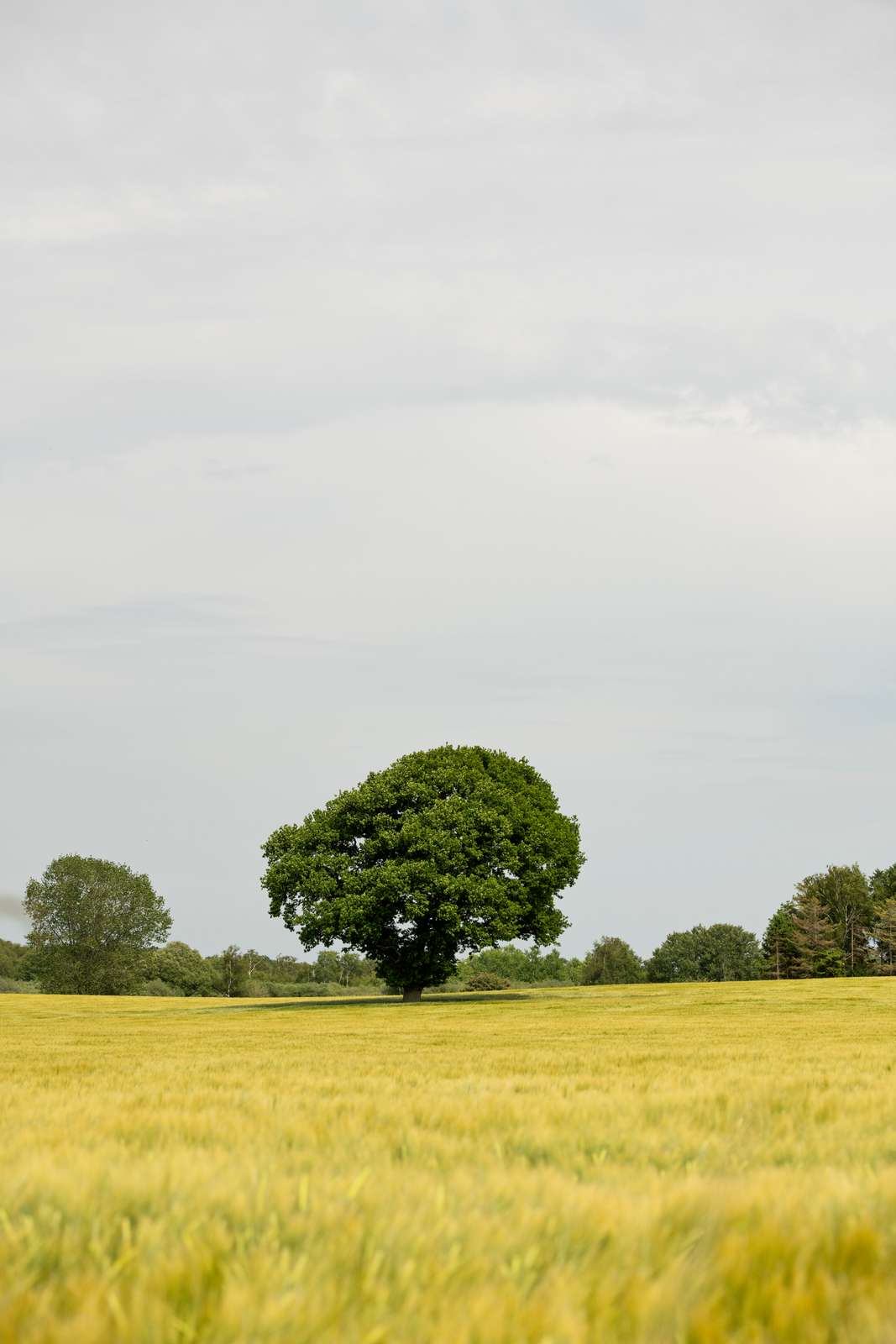 Stubbekøbing mark træ natur