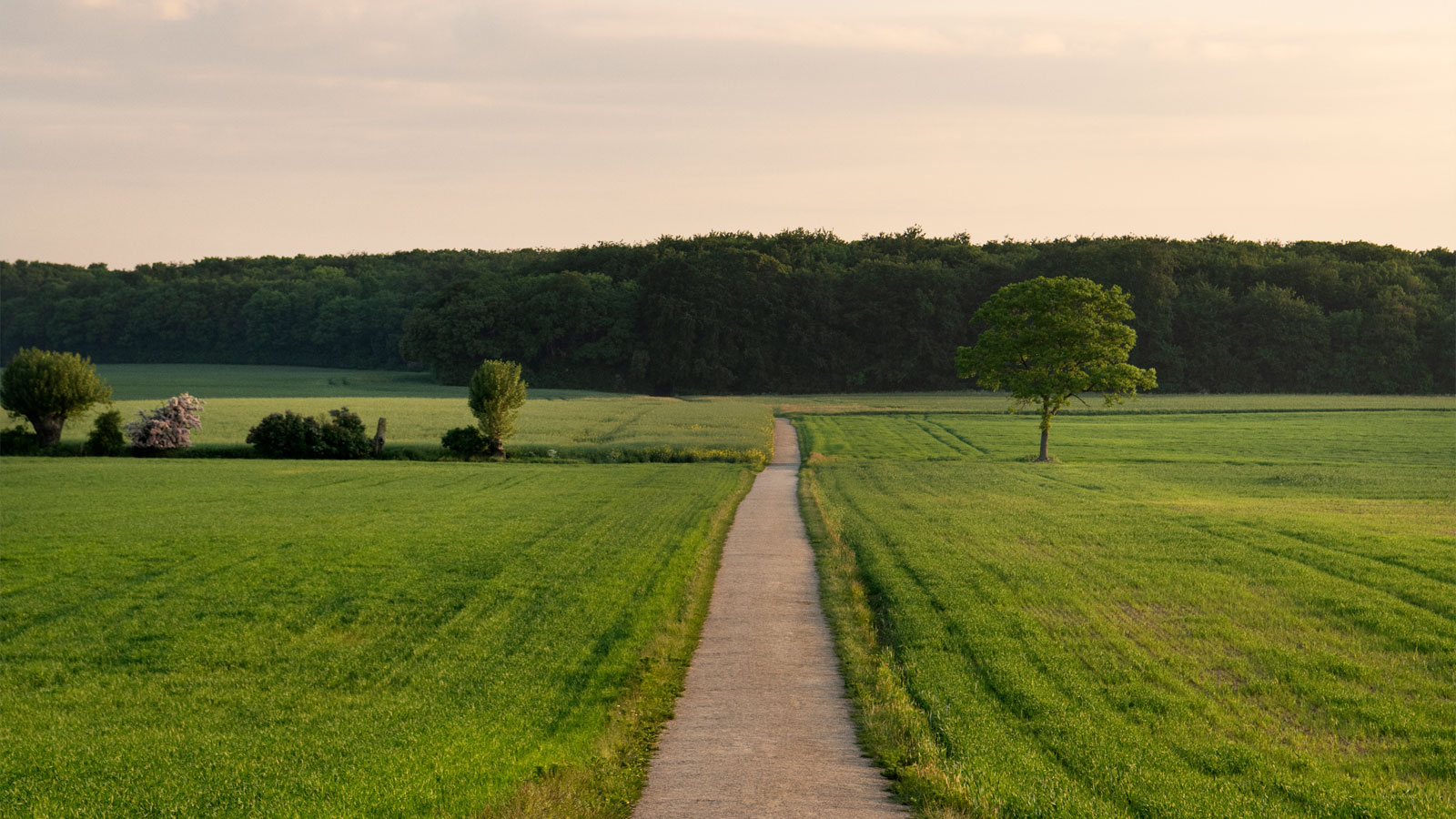 Kragenæs marker markvej