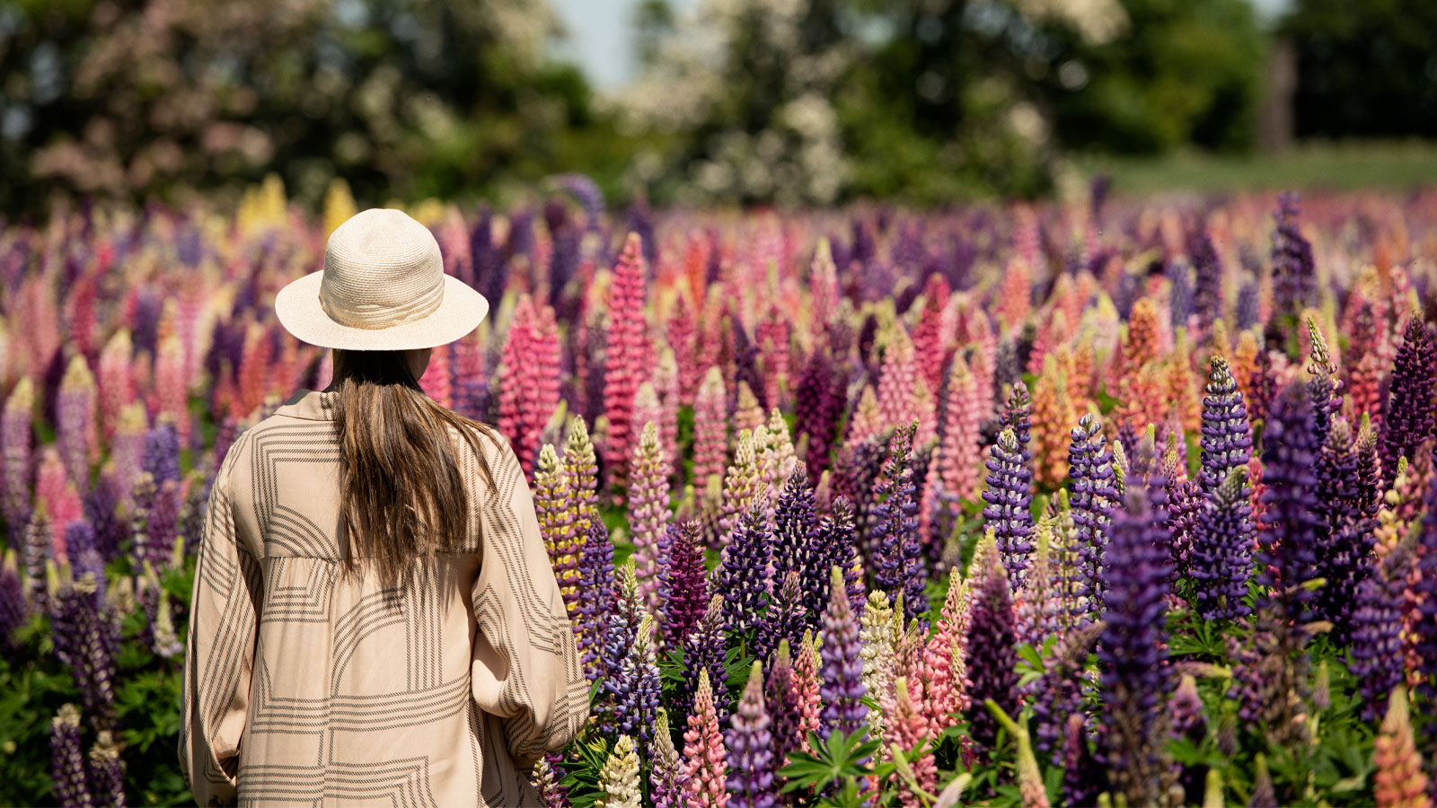 Sydlolland lupinmark blomster sommer