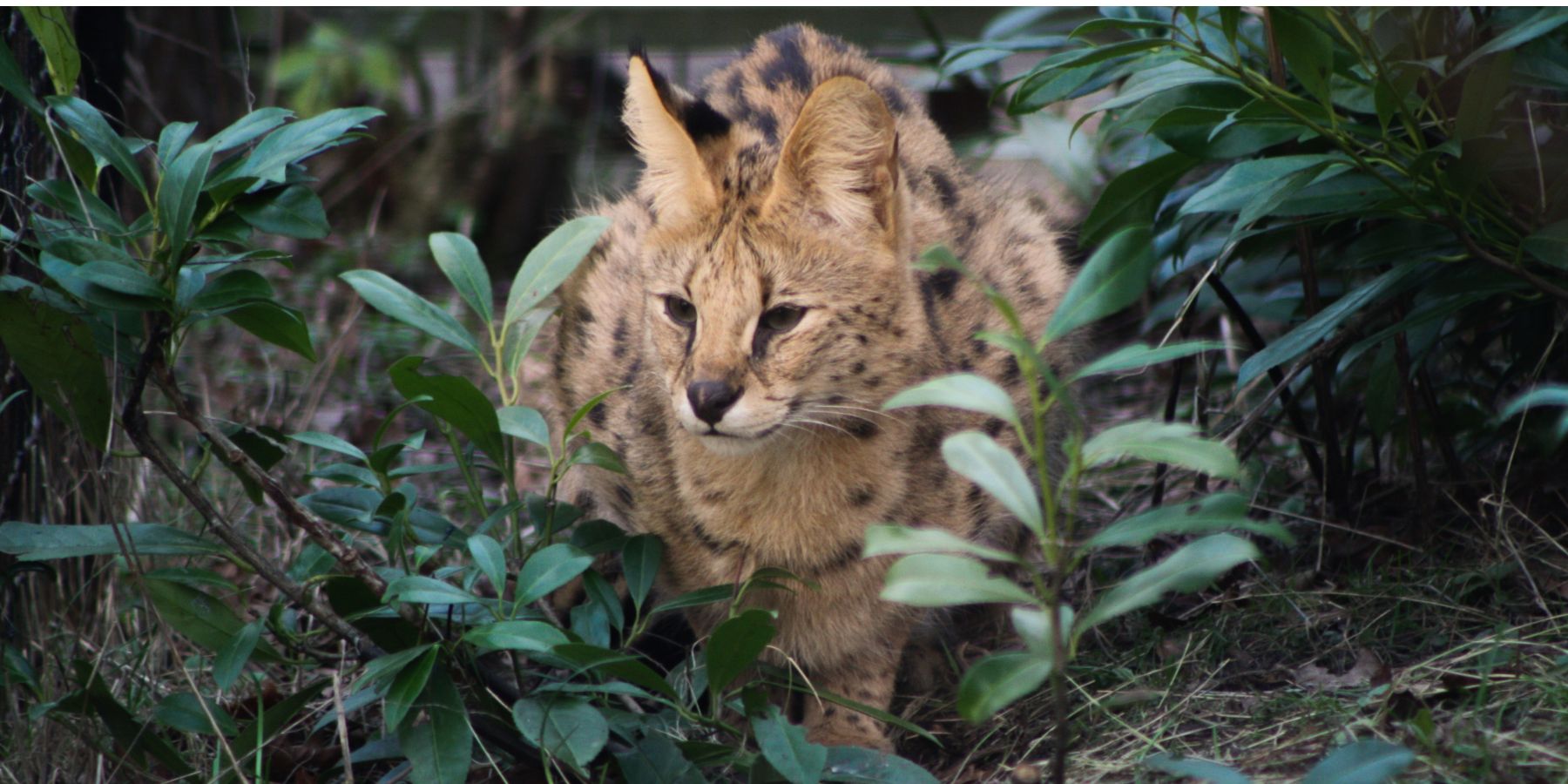 Pangea Park Falster serval