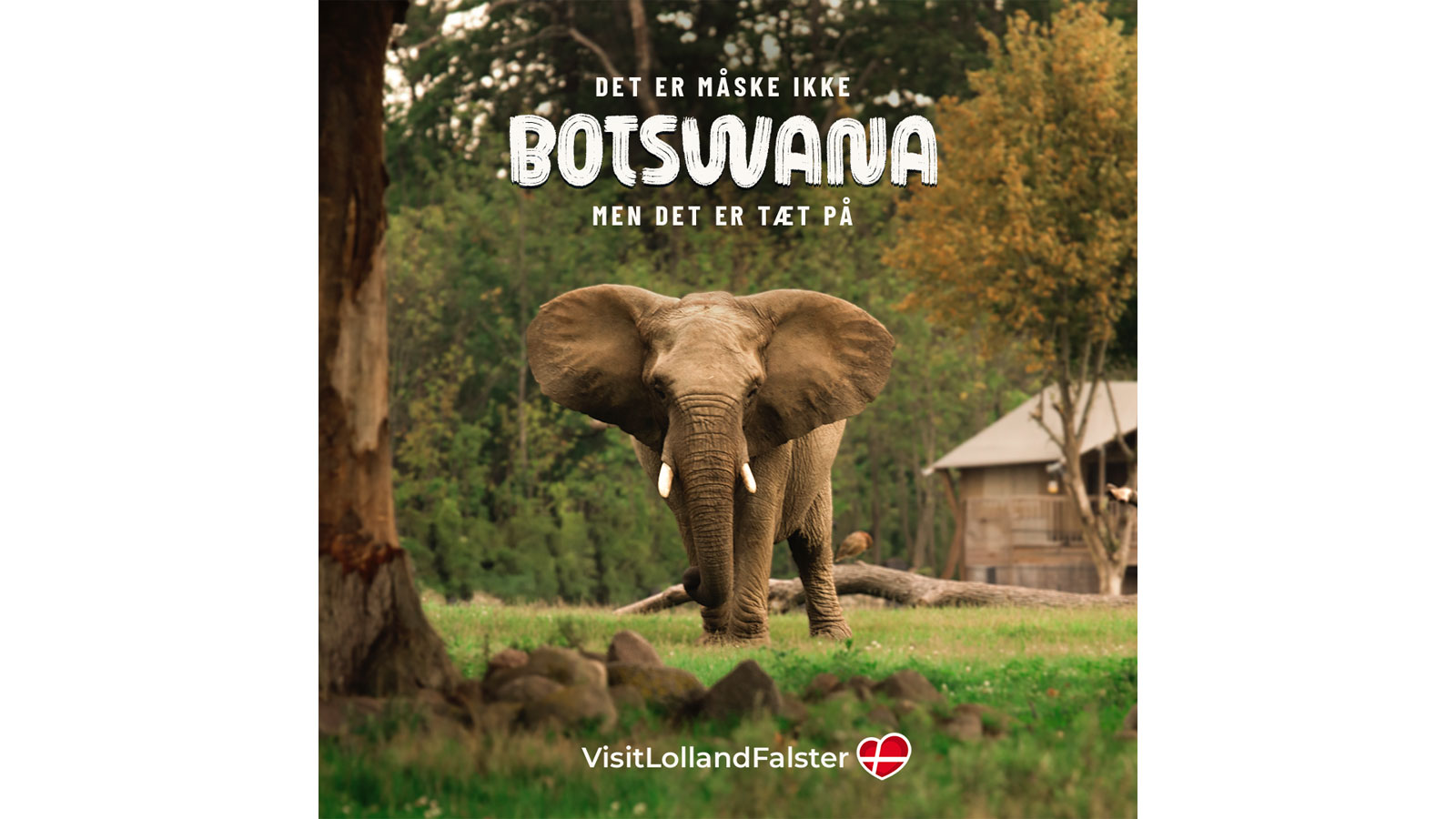 Tæt på Lolland-Falster Knuthenborg Safaripark elefant