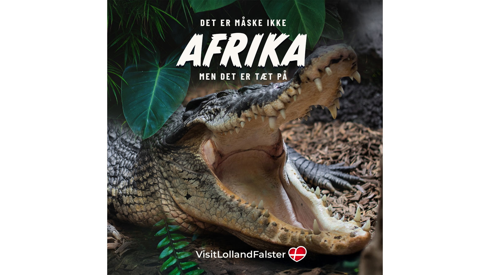 Tæt på Lolland-Falster Krokodille Zoo