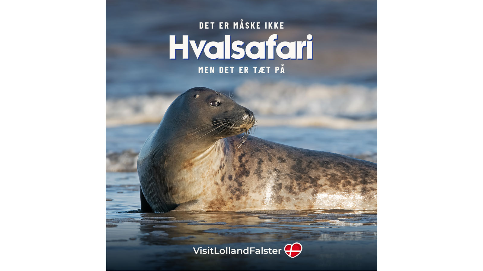 Tæt på Lolland-Falster Nysted sælsafari
