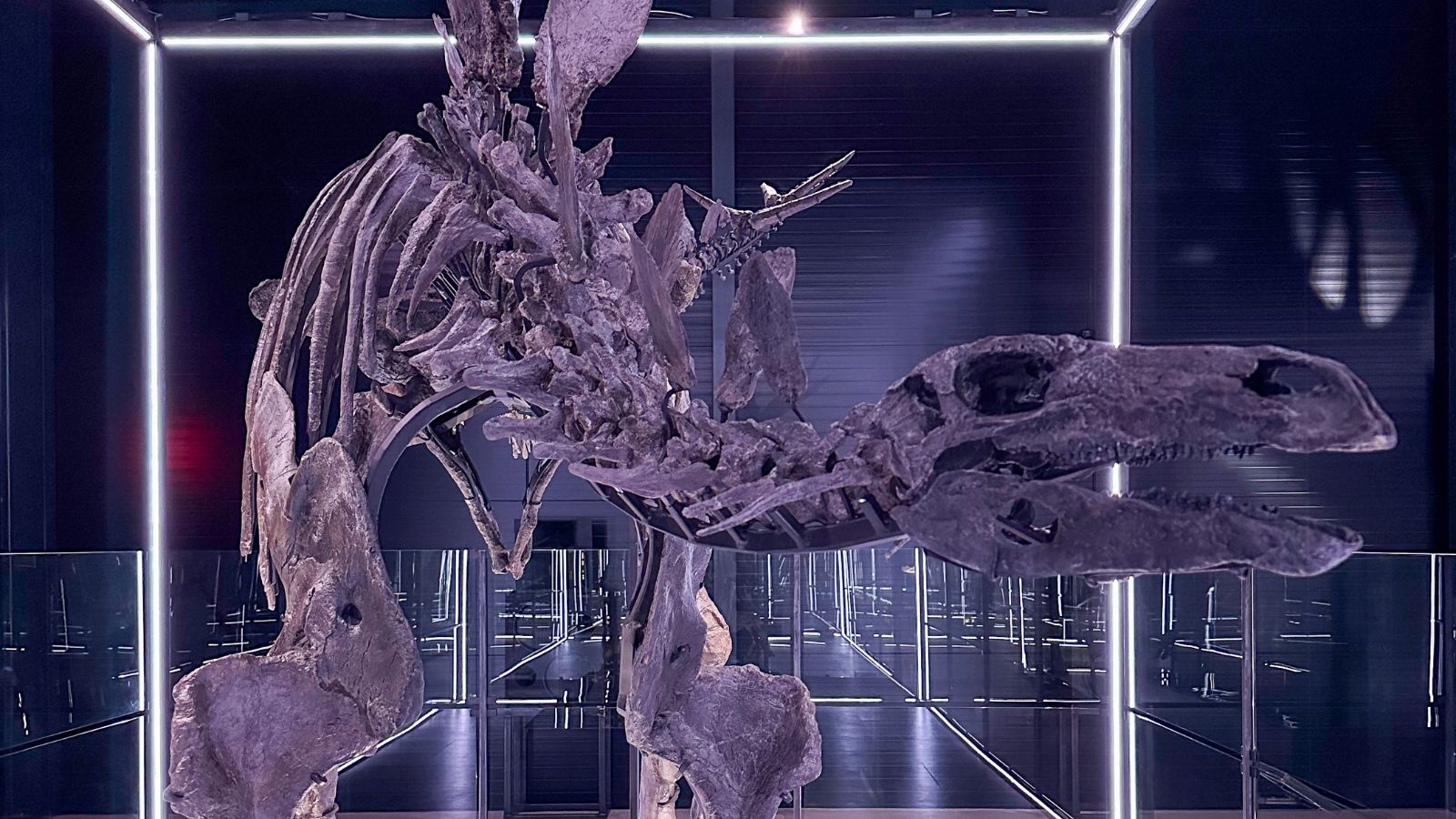 Stegosaurus i Evolutionsmuseet