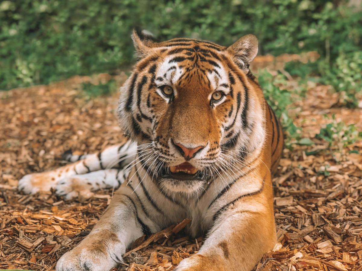 Knuthenborg Safaripark tiger